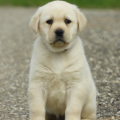 Chiot Labrador Lof