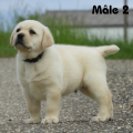 Chiot Labrador Lof