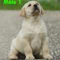 Chiot Labrador Lof