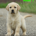 Chiot Labrador Lof
