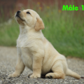 Chiot Labrador Lof