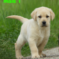 Chiot Labrador Lof