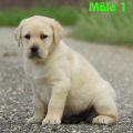 Chiot Labrador Lof