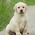 Chiot Labrador Lof