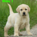 Chiot Labrador Lof