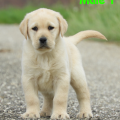 Chiot Labrador Lof