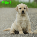 Chiot Labrador Lof