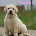 Chiot Labrador Lof