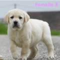 Chiot Labrador Lof