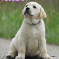 Chiot Labrador Lof
