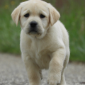Chiot Labrador Lof