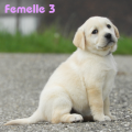 Chiot Labrador Lof