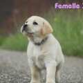 Chiot Labrador Lof