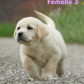 Chiot Labrador Lof