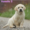 Chiot Labrador Lof