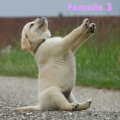 Chiot Labrador Lof