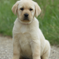Chiot Labrador Lof