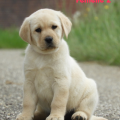 Chiot Labrador Lof