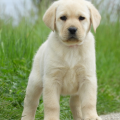Chiot Labrador Lof