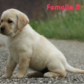 Chiot Labrador Lof