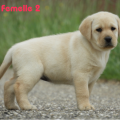 Chiot Labrador Lof