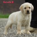 Chiot Labrador Lof