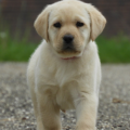 Chiot Labrador Lof
