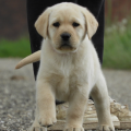 Chiot Labrador Lof