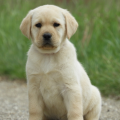 Chiot Labrador Lof