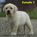 Chiot Labrador Lof