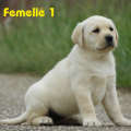 Chiot Labrador Lof