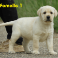 Chiot Labrador Lof