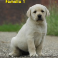 Chiot Labrador Lof