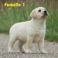 Chiot Labrador Lof