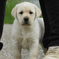 Chiot Labrador Lof