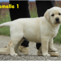Chiot Labrador Lof