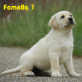 Chiot Labrador Lof