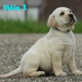 Chiot Labrador Lof