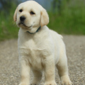 Chiot Labrador Lof