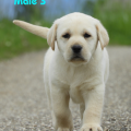 Chiot Labrador Lof