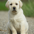 Chiot Labrador Lof