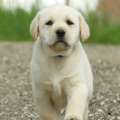 Chiot Labrador Lof