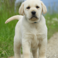 Chiot Labrador Lof
