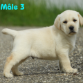 Chiot Labrador Lof