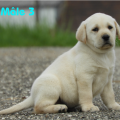 Chiot Labrador Lof