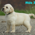 Chiot Labrador Lof