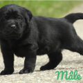 Chiot Labrador Lof