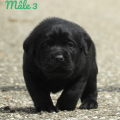 Chiot Labrador Lof