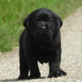 Chiot Labrador Lof