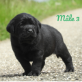 Chiot Labrador Lof
